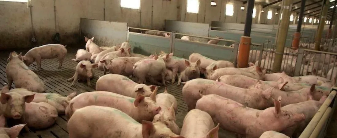 Ceny tuczników szorują po dnie!