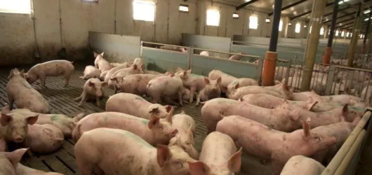 Ceny tuczników szorują po dnie!